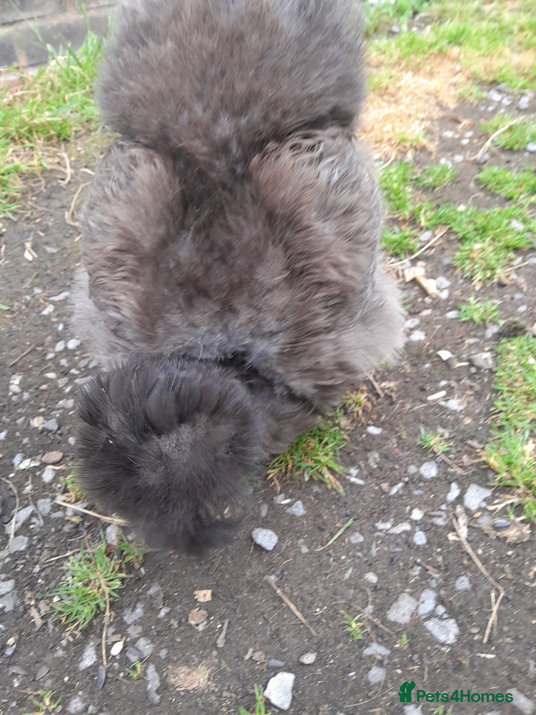 Chickens poultry for sale: Showgirl and silkie chicks/chickens - Image 3