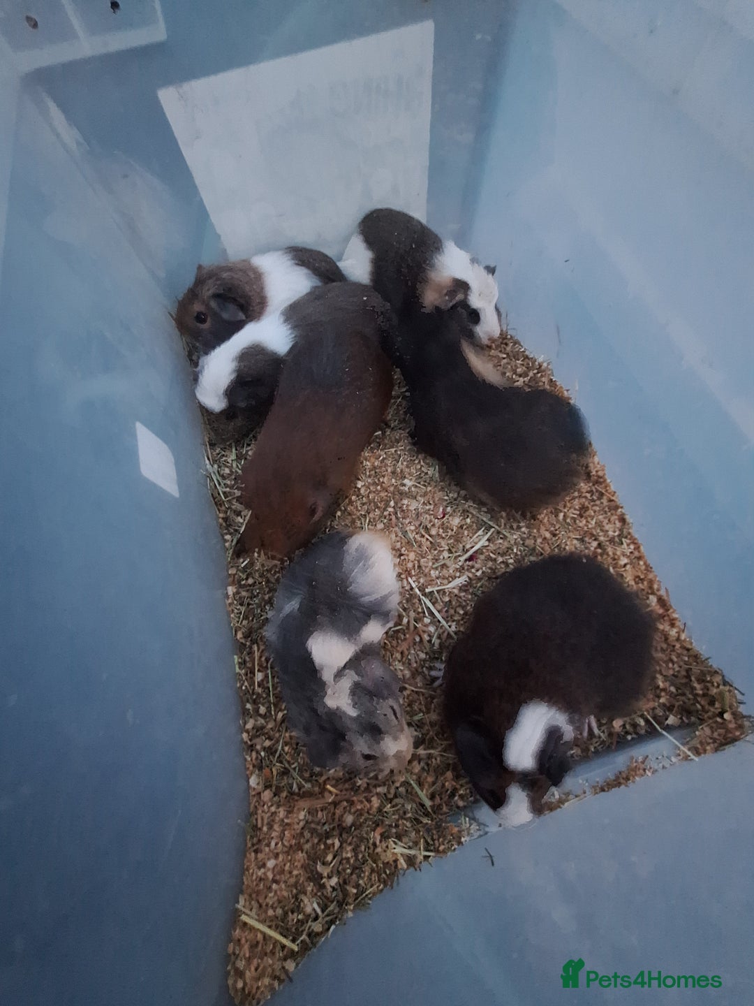 Guinea Pig rodents for sale: Baby male guinea pigs for sale £25 each  - Advert 6
