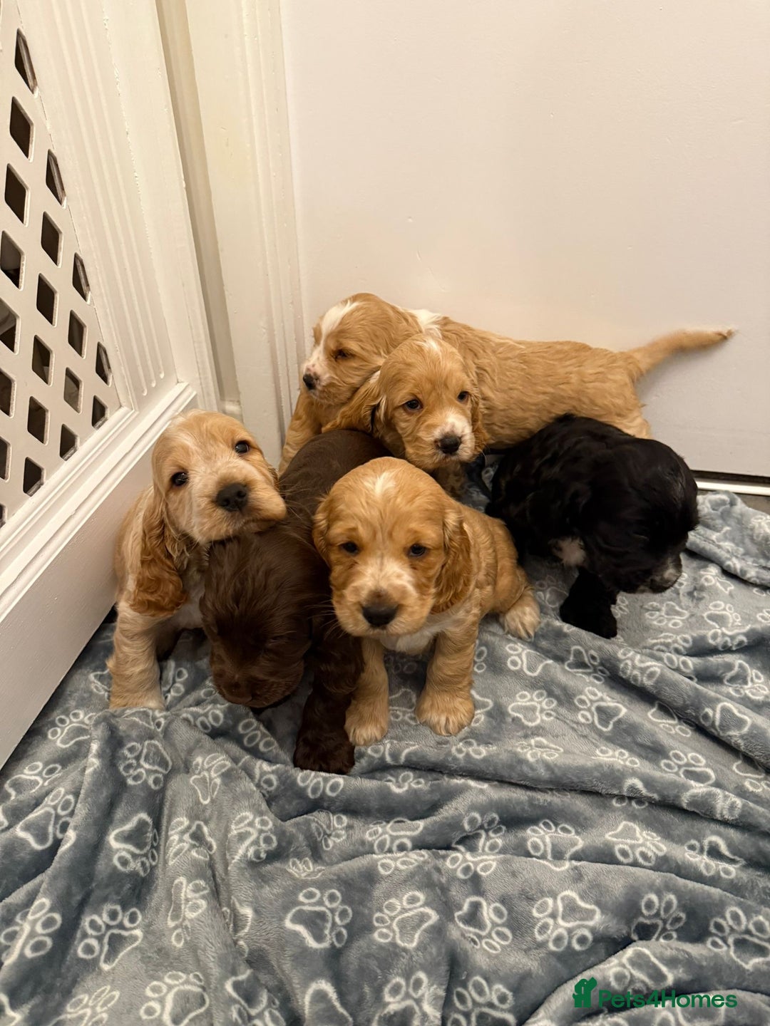 Cocker Spaniel dogs for sale: Kc registered show type cocker spaniels  - Advert 8