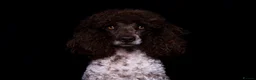 Cockapoo dogs for sale: Top Quality Teddy Bear puppies  - Advert 12