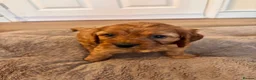 Cavapoo dogs for sale: KC Registered Parents 4 Girls 1 Boy - Advert 12