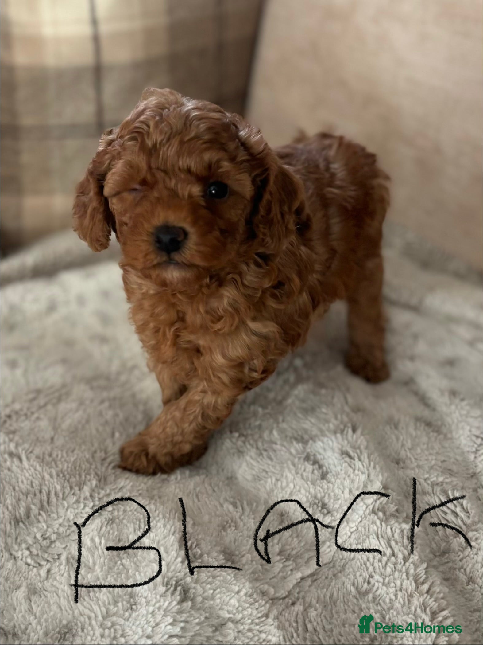 Toy Poodle dogs Toy Poodle boys  - Advert 3