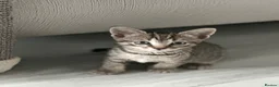 Mixed Breed cats for sale: 🐱 Stunning Sphinx X Kittens Available! 🐱  - Advert 16