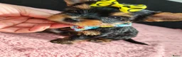 Yorkshire Terrier dogs for sale: Beautiful Yorkies for sale - Advert 10