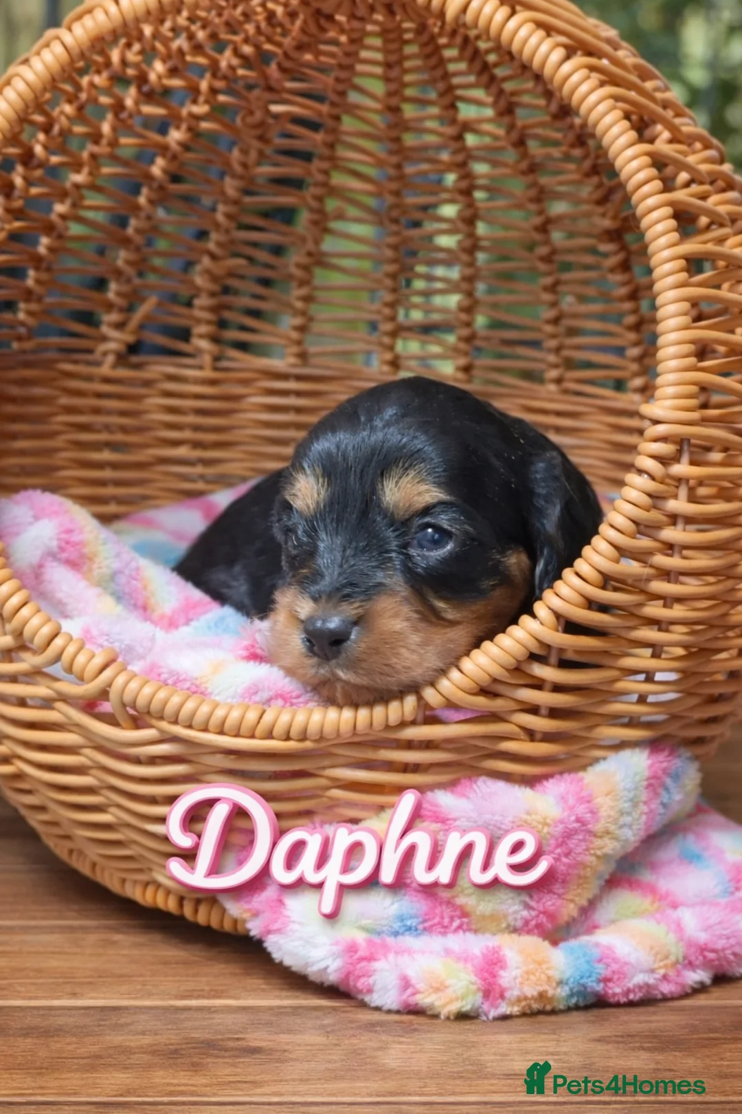 Cavapoo dogs for sale: Cavapoo Puppies – Health Tested KC Parents - Advert 6