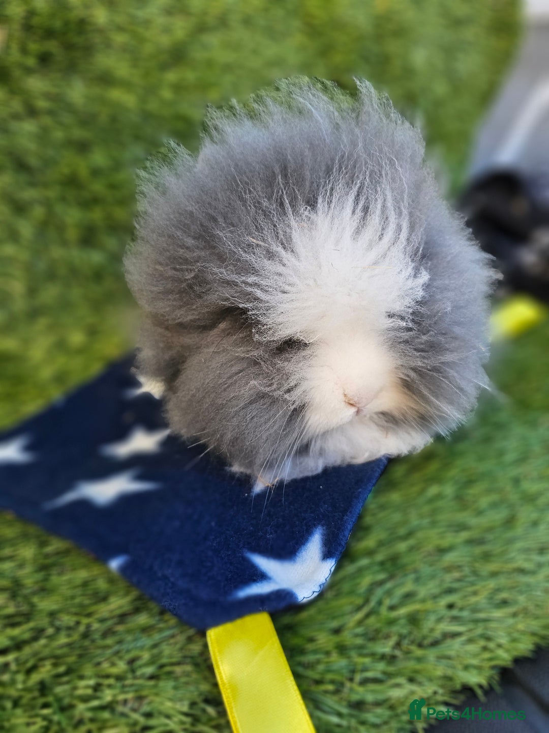 Lionhead rabbits for sale: Double mane lionheads  - Advert 4