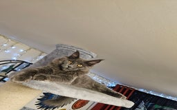 Maine Coon cats for sale: 🔥*Stunning Litter of 8💎Solid Blue Maine Coon*🔥  - Image 19
