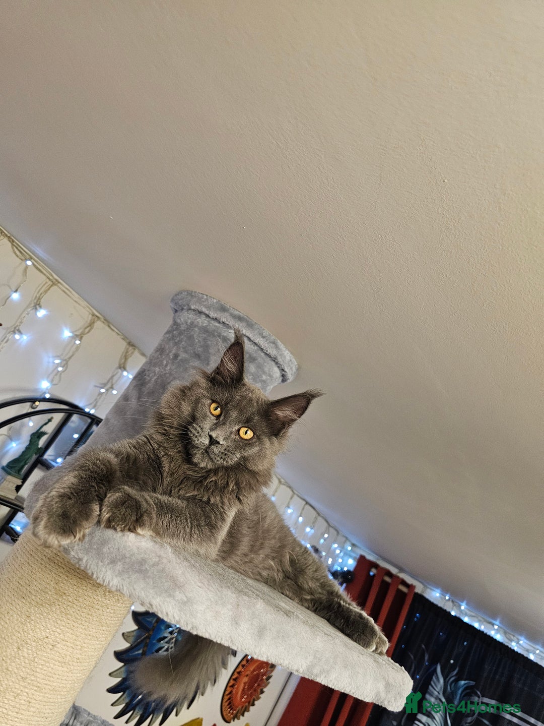 Maine Coon cats for sale: 🔥*Stunning Litter of 8💎Solid Blue Maine Coon*🔥  - Image 19