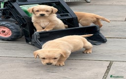 Goldador dogs for sale: Gorgoeus Goldador’s-Health Tested  - Image 19