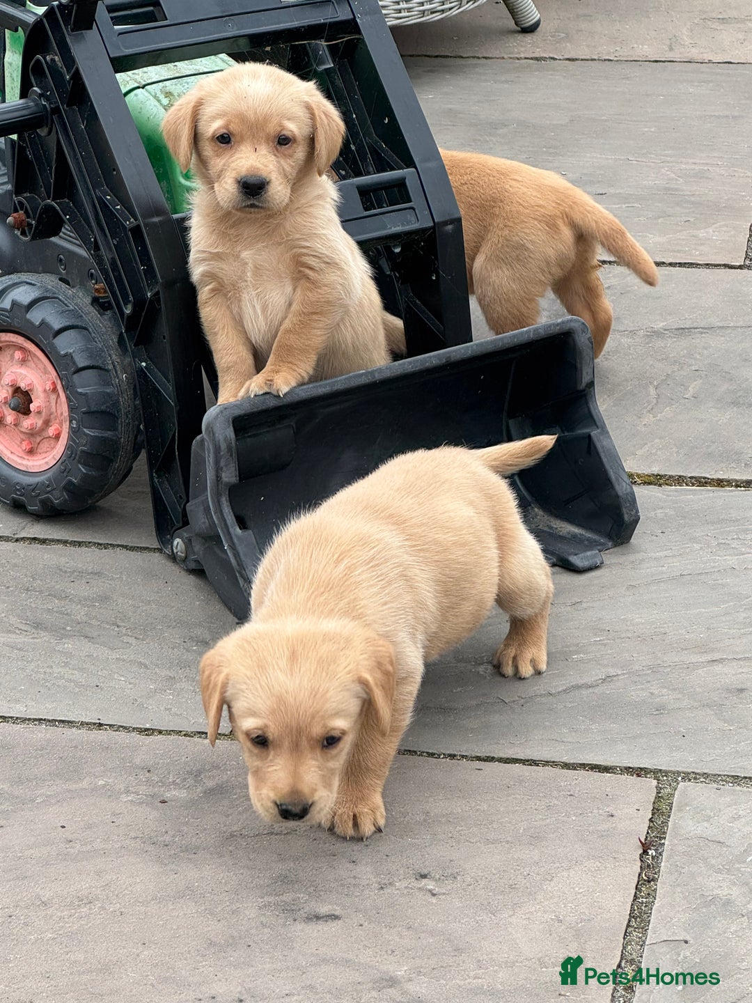 Goldador dogs for sale: Gorgoeus Goldador’s-Health Tested  - Image 19