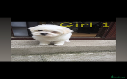 Maltipoo dogs for sale: Maltipoo puppies  - Image 3
