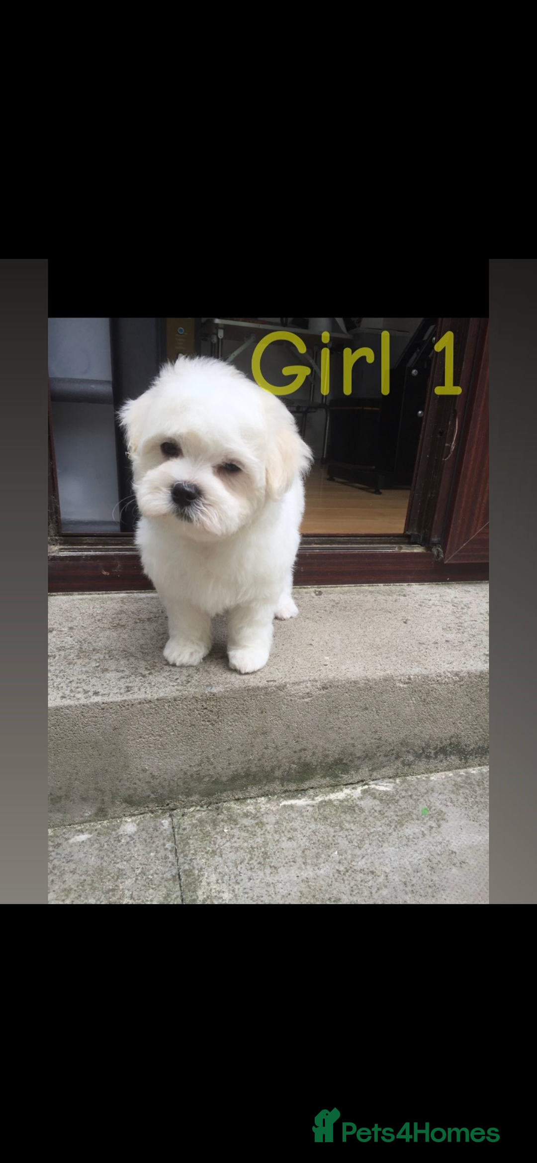 Maltipoo dogs for sale: Maltipoo puppies  - Image 3