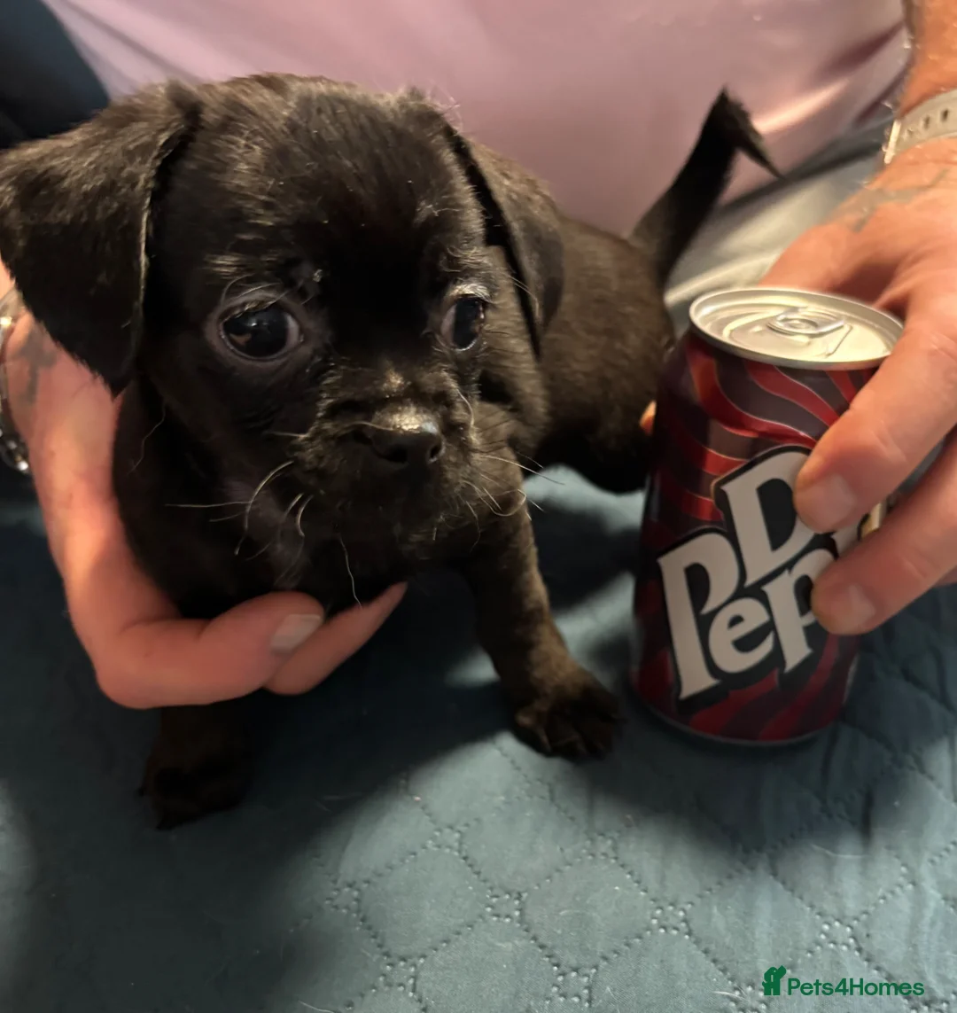 Mixed Breed dogs for sale: Imperial Shitzu cross Russian toy terrier tiny gir - Advert 2