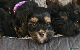Morkie dogs for sale: Adorable Morkies - Image 8