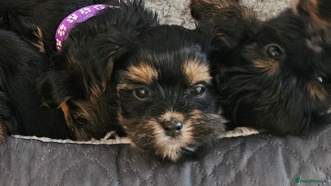 Morkie dogs for sale: Adorable Morkies - Image 8