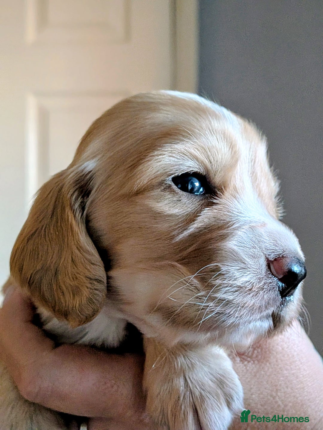 Cocker Spaniel dogs for sale: Golden and red working cocker spaniels  - Image 4