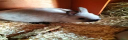 Netherland Dwarf rabbits for sale: Netherland dwarf  in Manchester - Advert 3