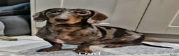 Dachshund dogs for sale: Dachshund puppies - Advert 7