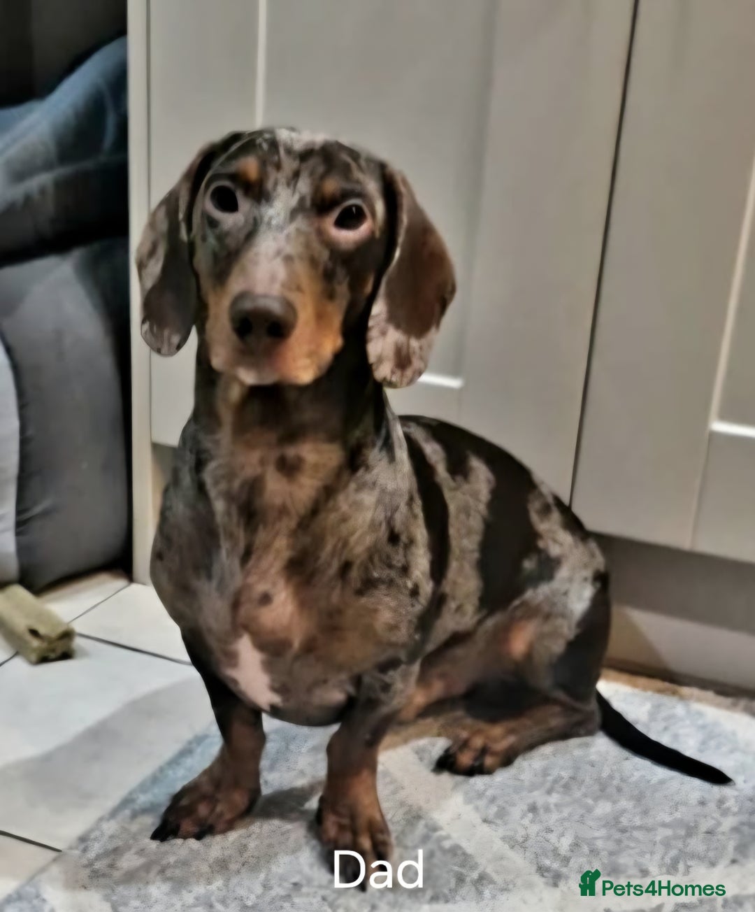 Dachshund dogs for sale: Dachshund puppies - Advert 7