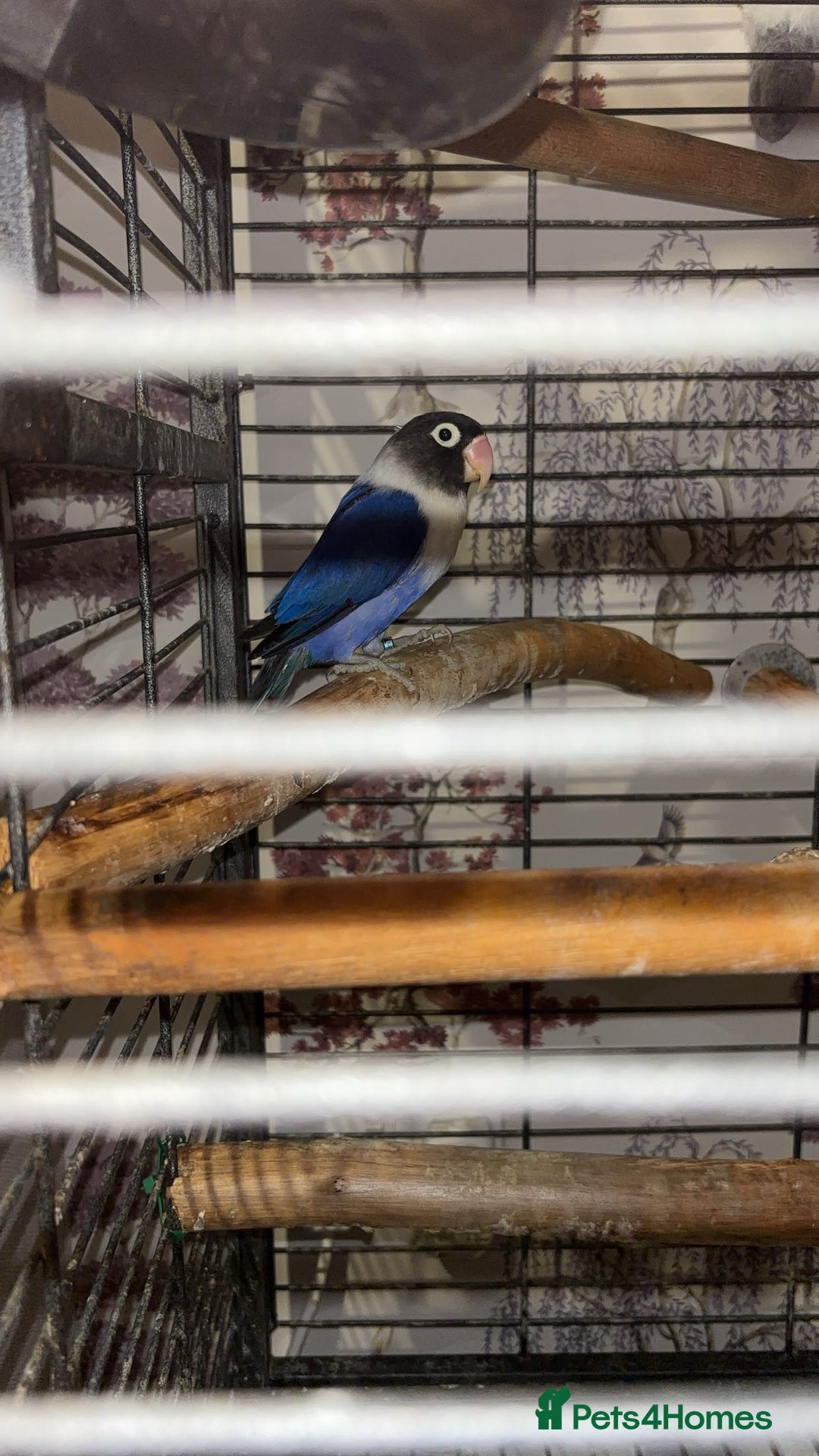 Lovebirds birds for sale: Lovebirds  - Advert 7