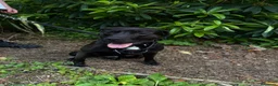 Mixed Breed dogs for sale: Raymond in Saint Austell - Advert 3