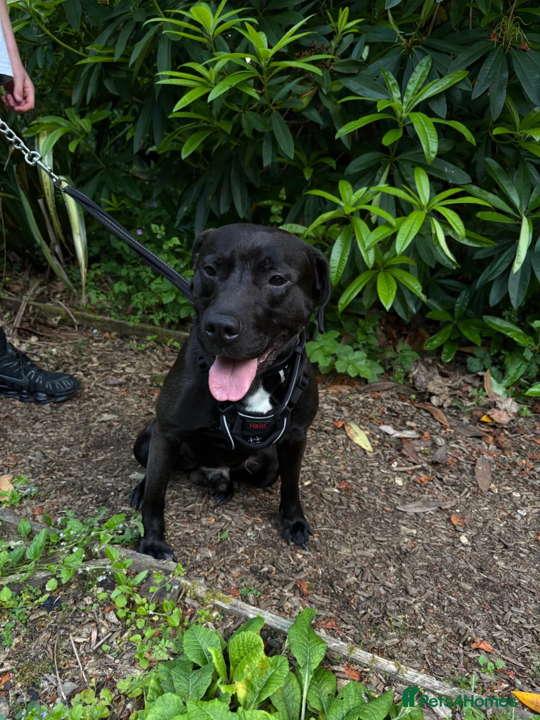 Mixed Breed dogs for sale: Raymond in Saint Austell - Advert 3