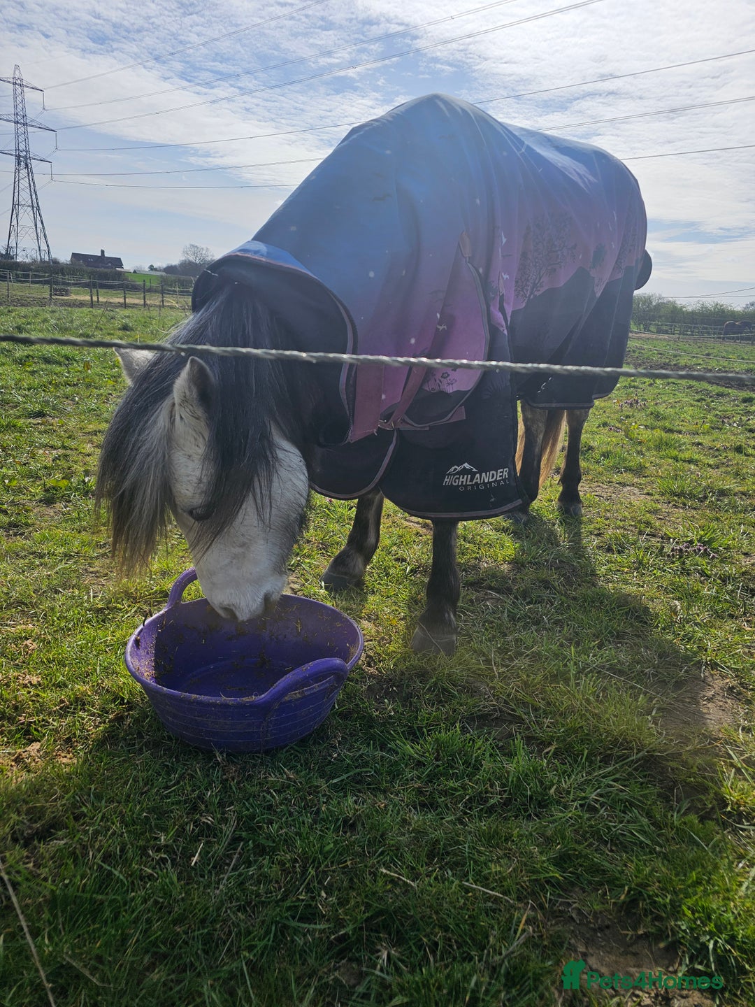Welsh Section A horses for sale: Welsh a mare - Image 8