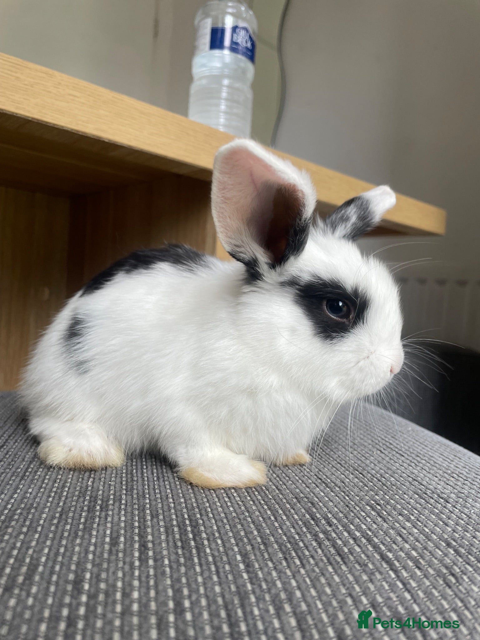 Mini Lop rabbits Mini lop bunnies ready by 26/8/26 - Advert 8