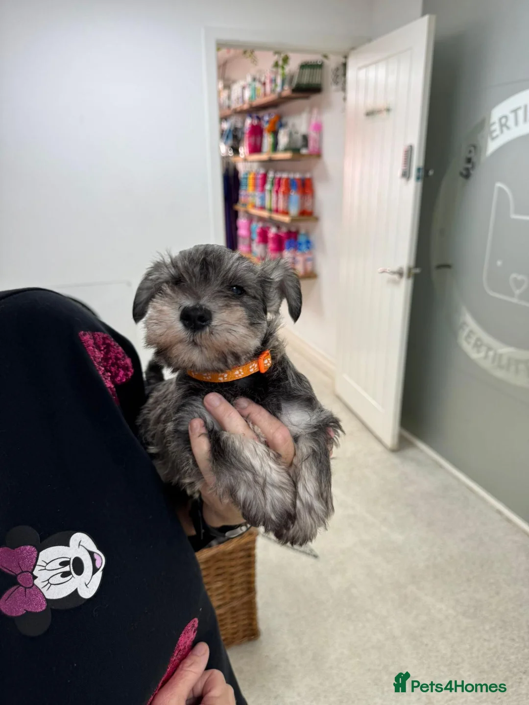 Miniature Schnauzer dogs for sale: 1 girl left  - Advert 2