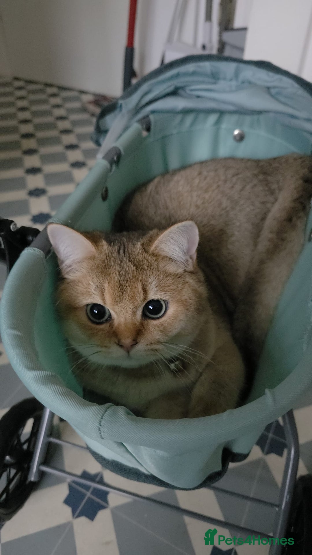 British Shorthair cats for sale: British Shorthair Pair for Sale – Pixey & Simba - Advert 5