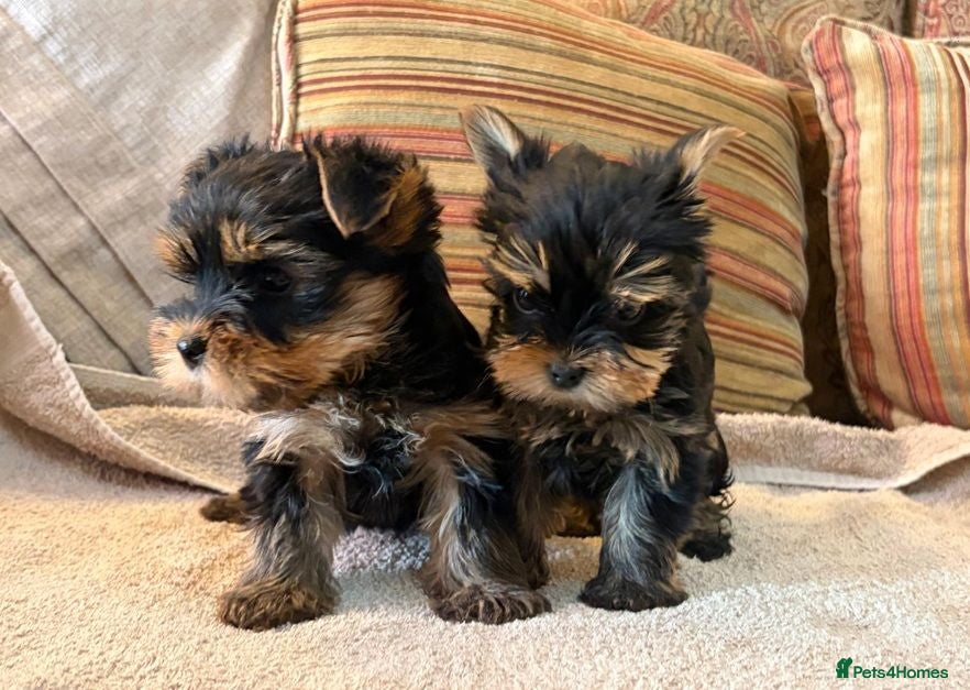 Yorkshire Terrier dogs Tiny  **  Yorkshire Terrier Pups Ready for Love - Advert 9