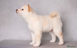 Japanese Shiba Inu dogs for sale: Beautiful Cream Shiba Inu boy for sale  - Image 12