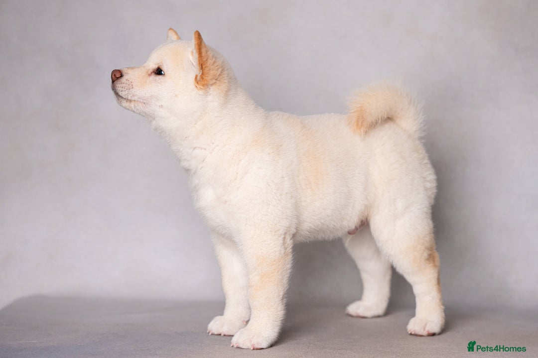 Japanese Shiba Inu dogs for sale: Beautiful Cream Shiba Inu boy for sale  - Image 12