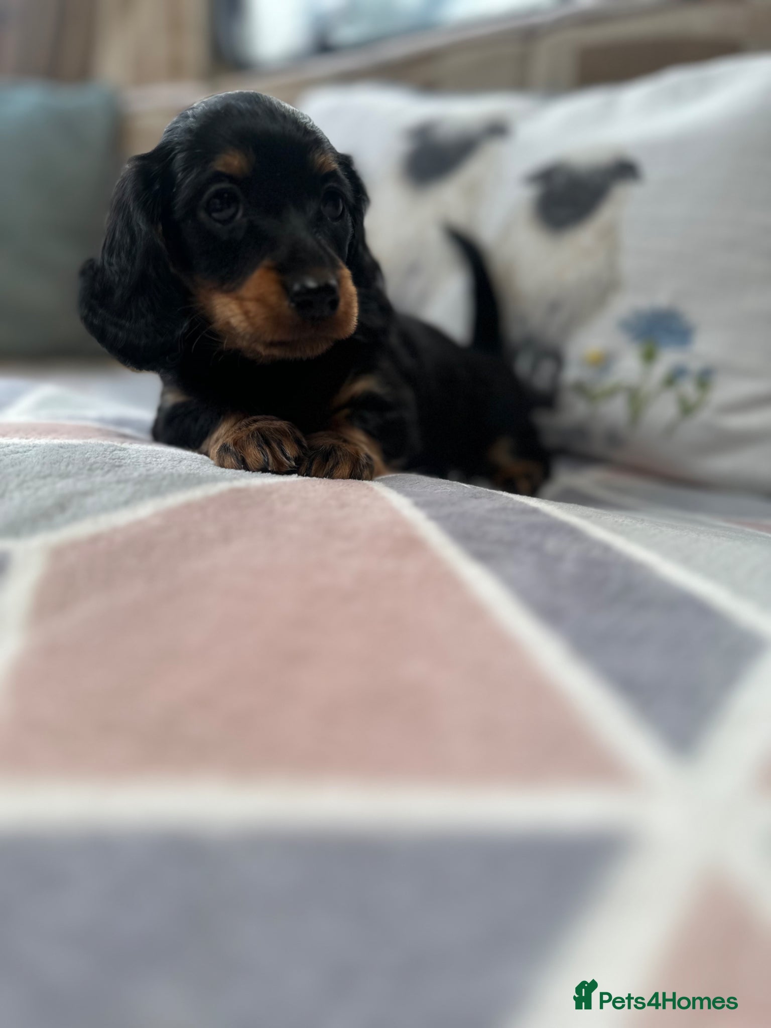 Miniature Dachshund dogs Miniature Long haired Daschund’s 🐶 - Advert 2