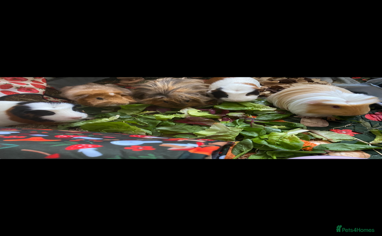 Guinea Pig rodents - Advert 1
