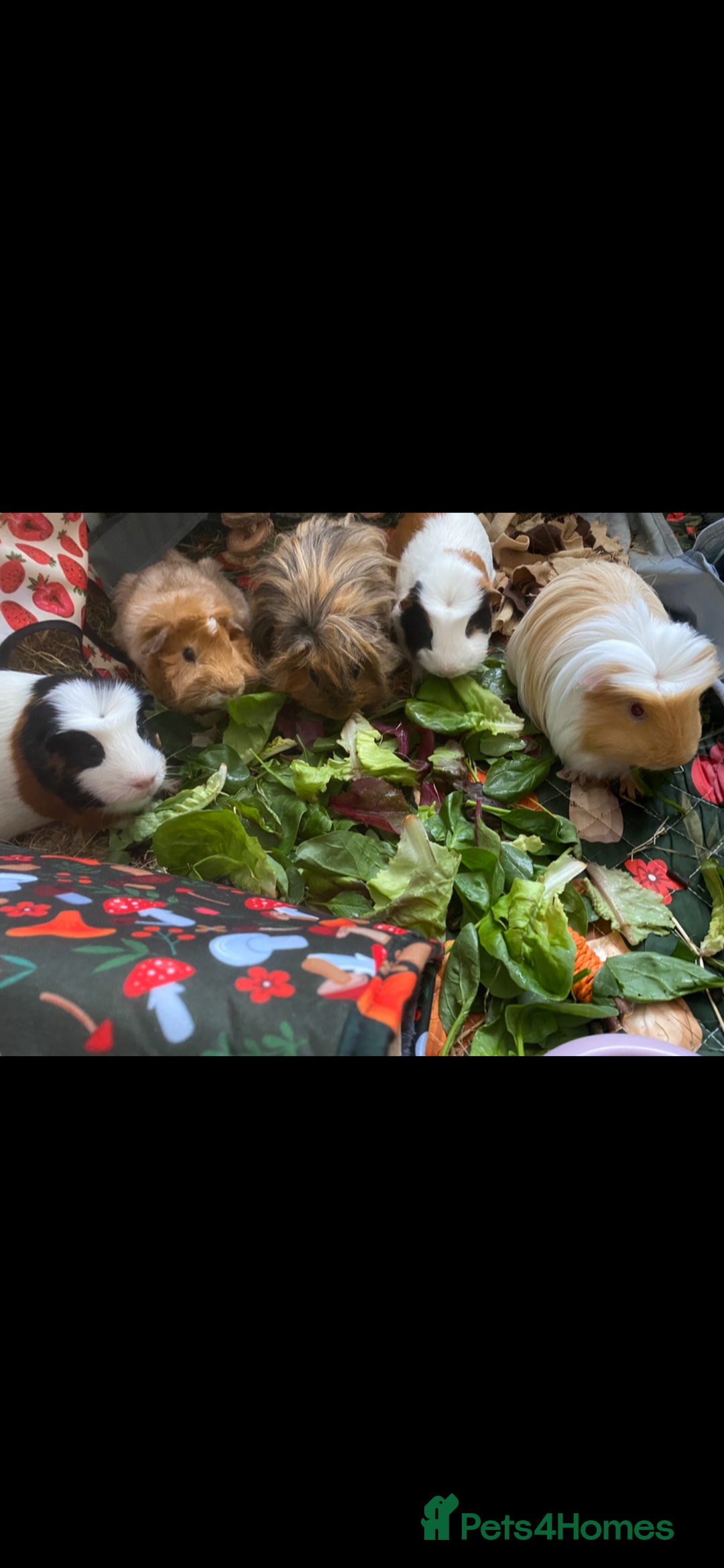 Guinea Pig rodents for sale: 6 male Guinea pig with hutch  - Image 1
