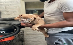 Olde English Bulldogge dogs for sale: Oldie British bull puppies - Image 6