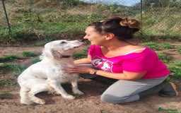English Setter dogs for adoption: Dana  - Advert 3