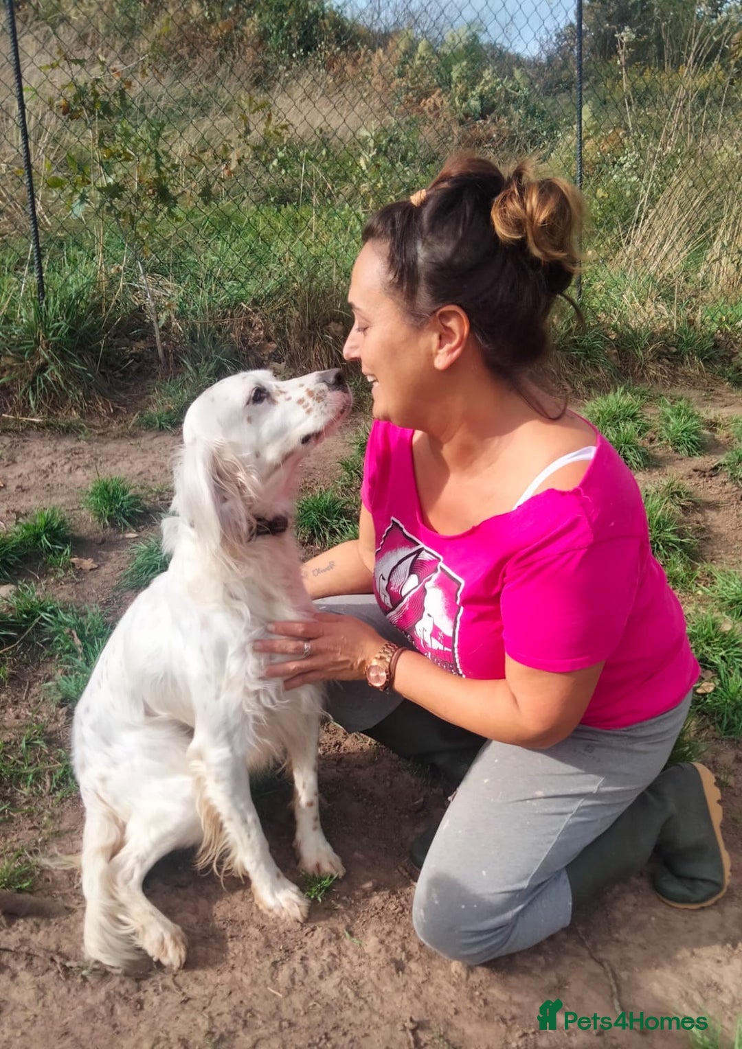 English Setter dogs for adoption: Dana  - Advert 3