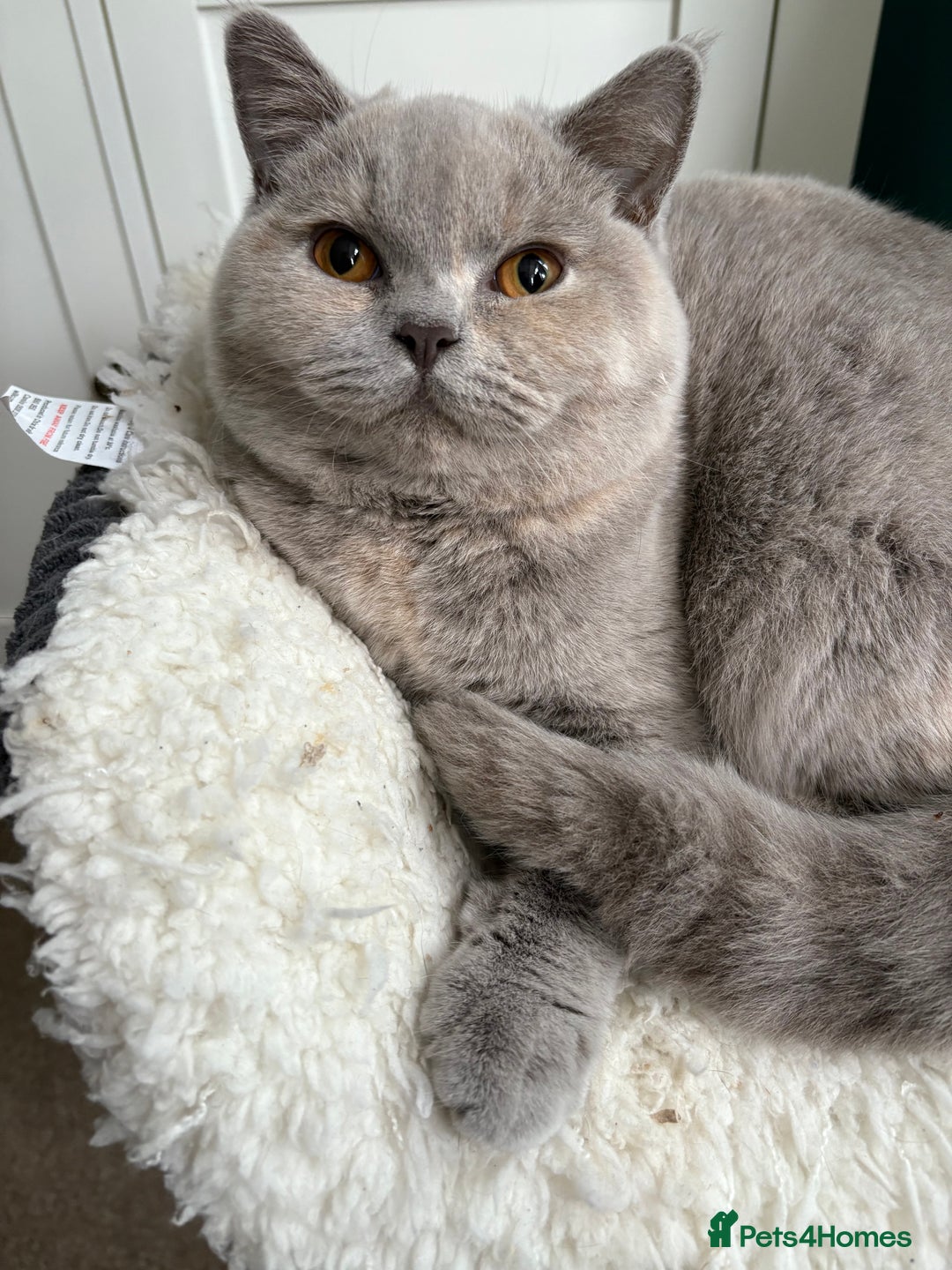 British Shorthair cats for sale: Registered British Shorthair Kittens ❤️  - Advert 14