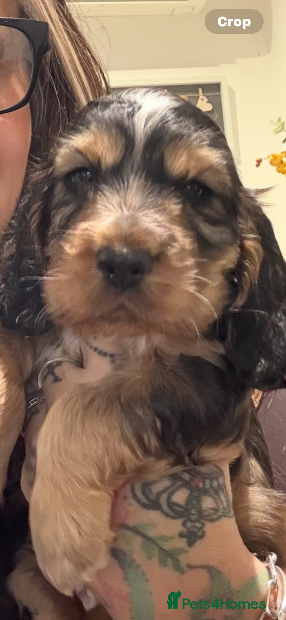 Cocker Spaniel dogs Stunning kc registered show cocker boy available - Advert 1