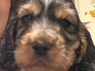 Cocker Spaniel dogs Stunning kc registered show cocker boy available - Advert 1