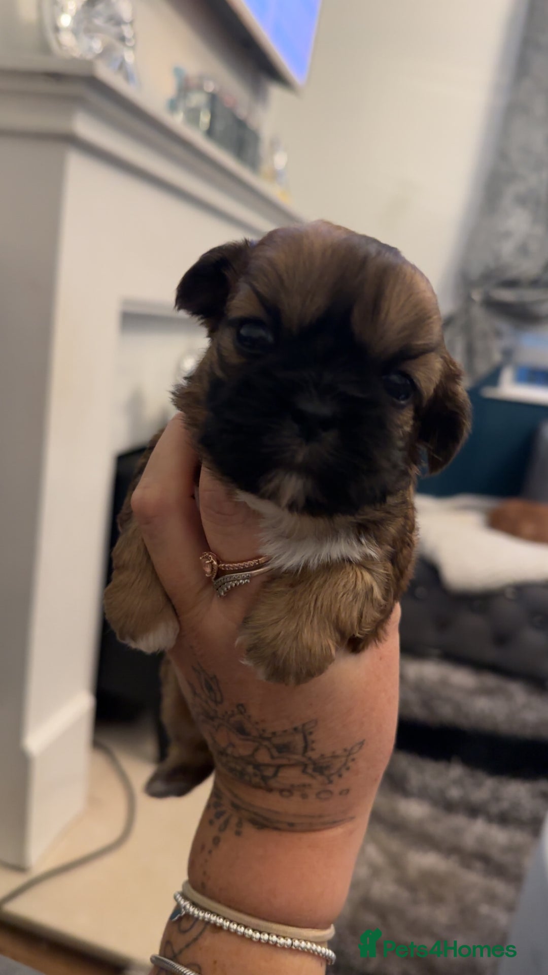 Shih Tzu dogs for sale: Stunning imperial shih tzu puppies  - Advert 27