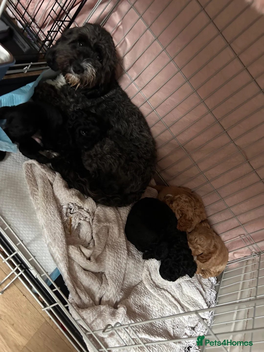 Cockapoo dogs for sale: 2 Cockapoo pups  - Advert 7