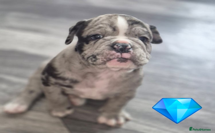 Olde English Bulldogge dogs - Advert 10