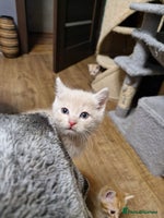 Scottish Fold cats Scottish fold kittens with straight ears - Advert 7