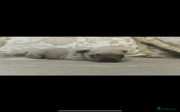 French Bulldog dogs for sale: Stunning blue fawn male available  - Image 8