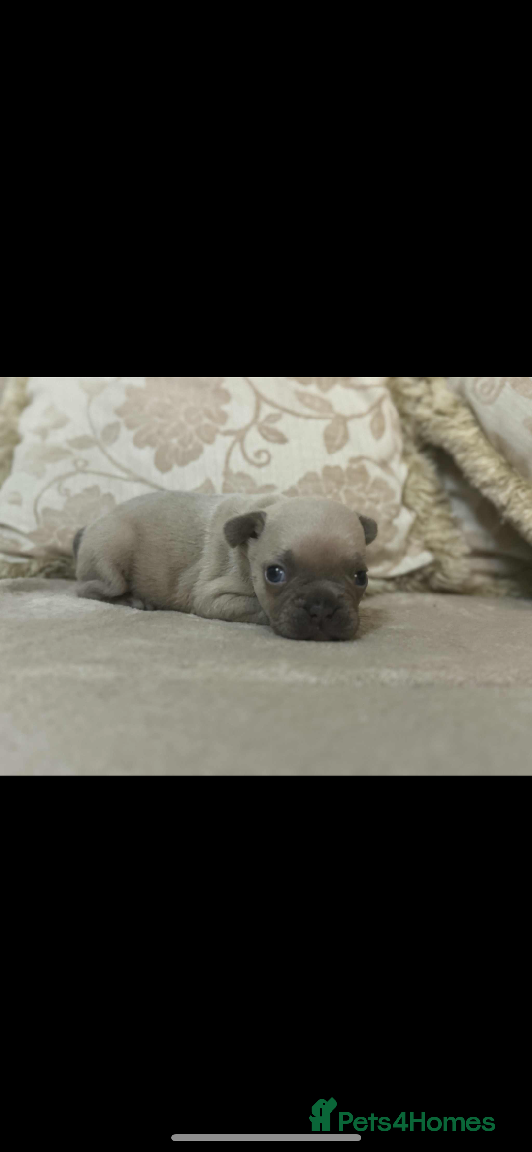 French Bulldog dogs for sale: Stunning blue fawn male available  - Image 8