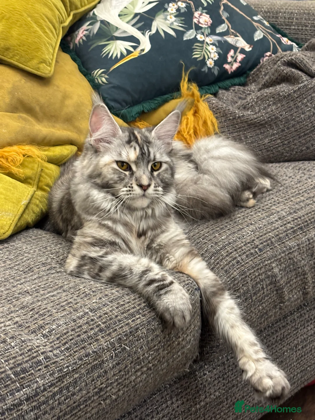 Maine Coon cats for sale: Stunning Litter Maine Coon Boys For Sale. Durham in Bishop Auckland - Advert 1