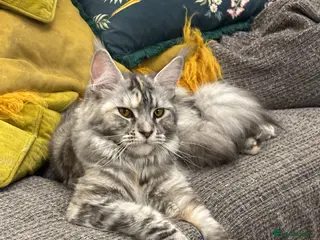 Maine Coon cats Stunning Litter Maine Coon Boys For Sale. Durham - Advert 3